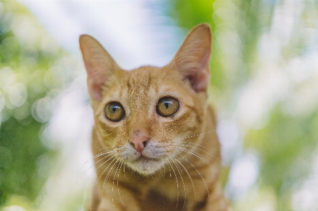 Cat mammal vertebrate whiskers Photo