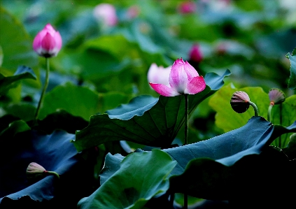 Flower flowering plant sacred lotus Photo