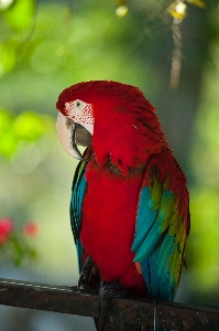 鳥 脊椎動物
 コンゴウインコ 嘴 写真