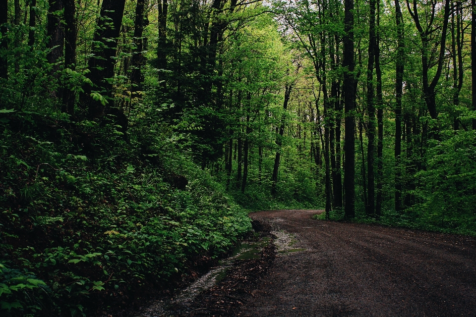 Tree forest natural landscape environment