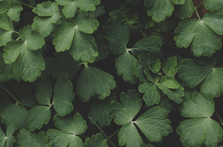 Flower leaf plant flowering Photo