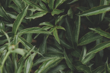 花 葉 植物 陸上植物
 写真