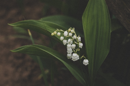 Photo Fleur muguet
 usine sceau de salomon
