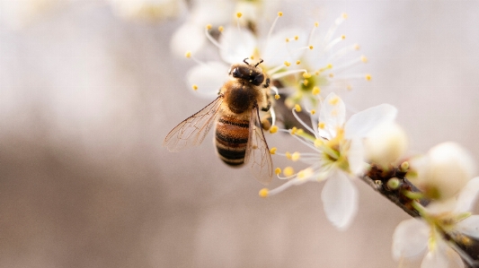 Bee honeybee insect membrane winged Photo