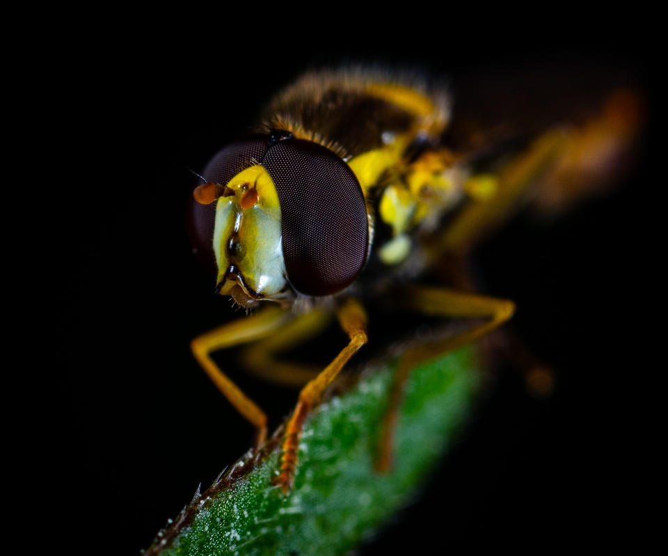 Insecto fotografía macro
 parásito avispón