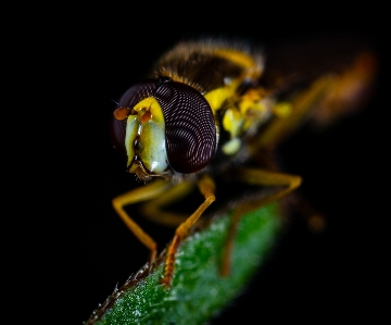 Insect macro photography pest hornet Photo