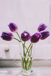 Flower purple violet plant Photo