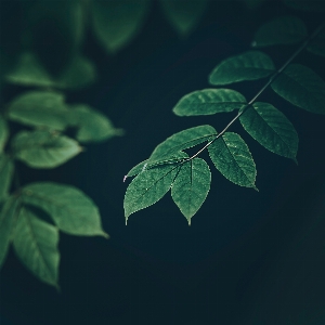 Leaf green plant flower Photo