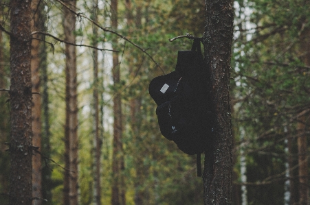 Forest natural environment tree atmospheric phenomenon Photo