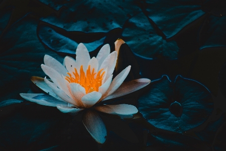 Fragrant white water lily aquatic plant sacred lotus Photo