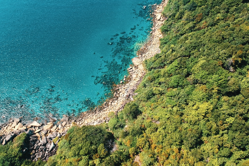 植生 海岸 海 自然の風景
