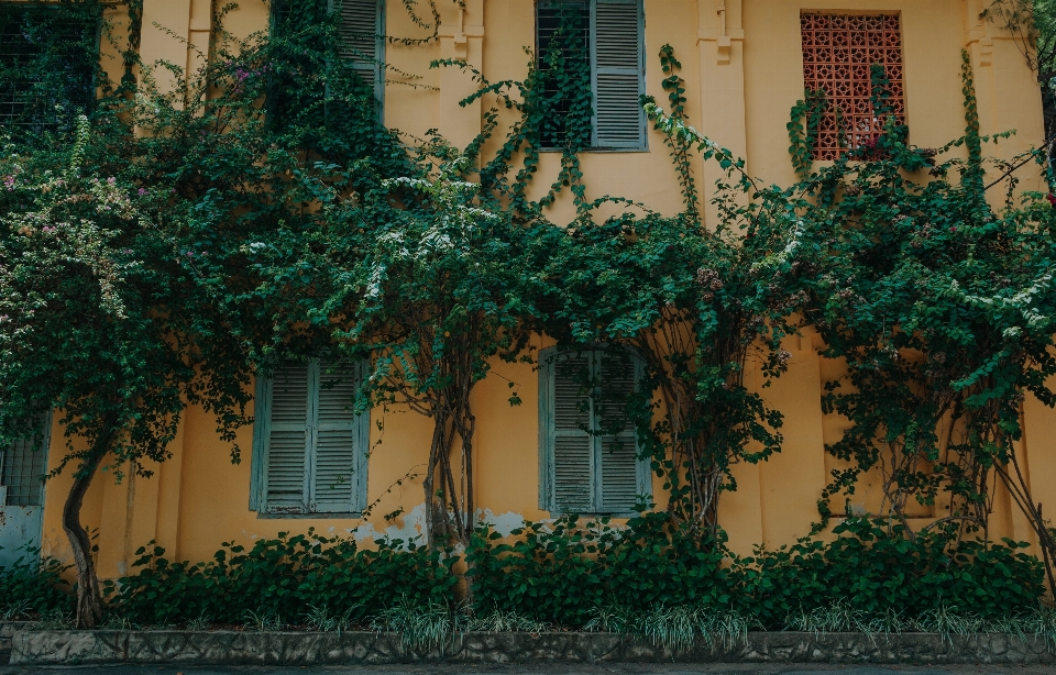 Verde vegetazione parete albero