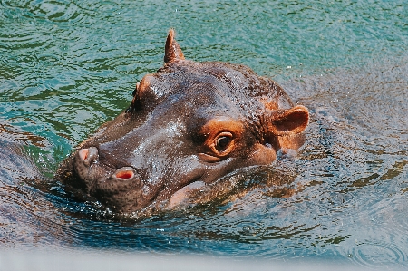 Foto Acqua muso
 animale terrestre
 bocca