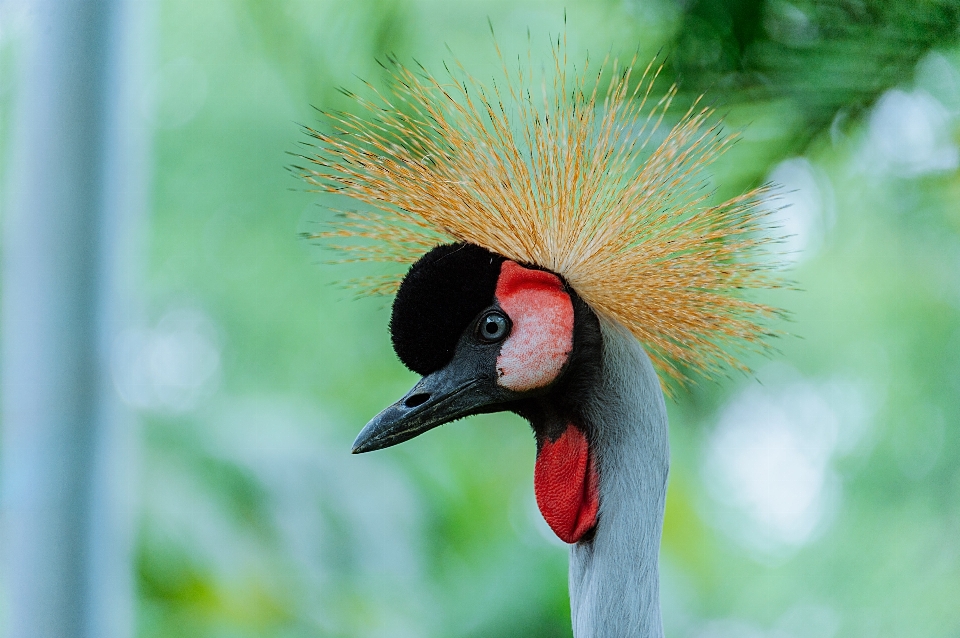 Becco uccello animali selvatici organismo