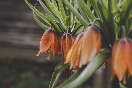 Flower flowering plant crown imperial Photo