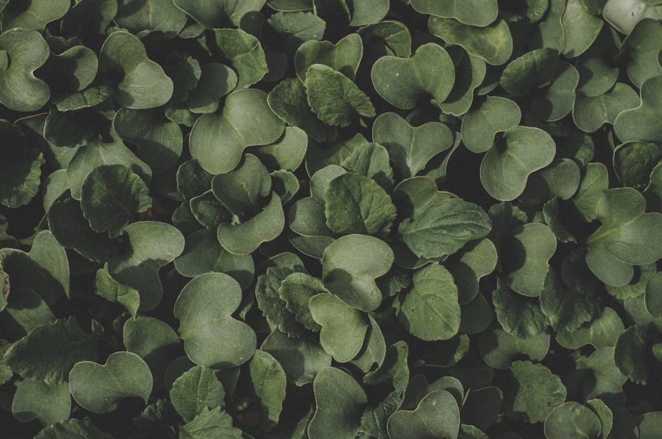 Vert feuille usine camouflage