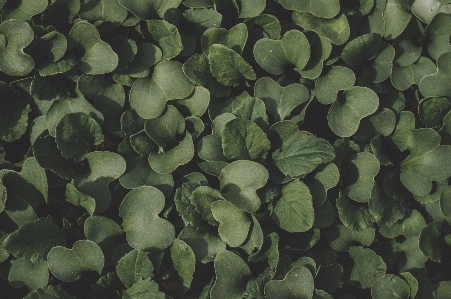 Foto Verde foglia pianta camuffare