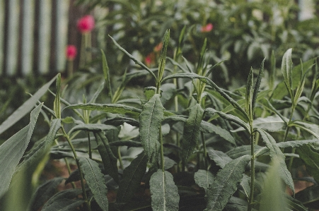 花 植物 葉 植物学
 写真