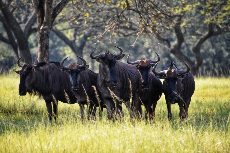 ñu
 vertebrado
 mamífero fauna silvestre