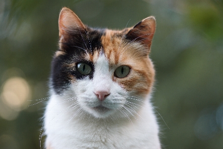 Cat whiskers mammal small to medium sized cats Photo