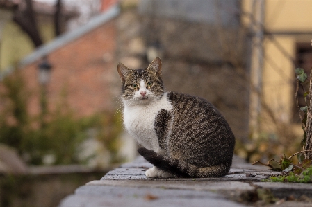 Cat mammal felidae small to medium sized cats Photo