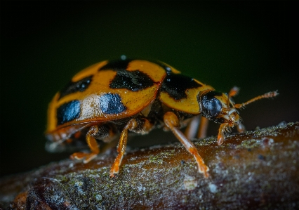 Insect macro photography invertebrate beetle Photo