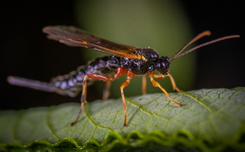 Insect invertebrate pest macro photography Photo