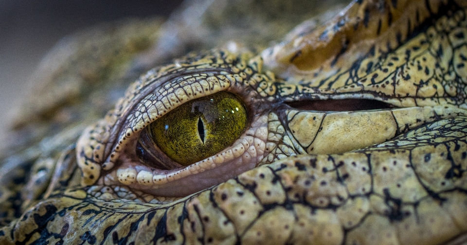 Reptil krokodile
 krokodil auge