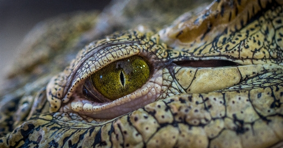 Photo Reptile crocodilia
 crocodile œil