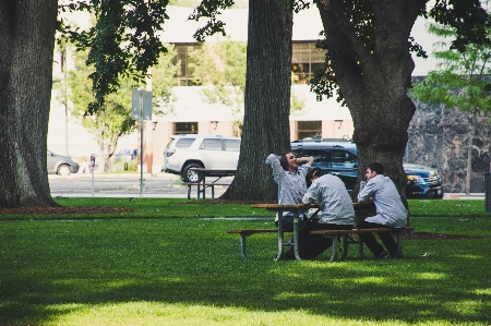 Tree grass public space sitting Photo