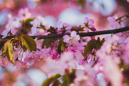 Flower pink spring blossom Photo