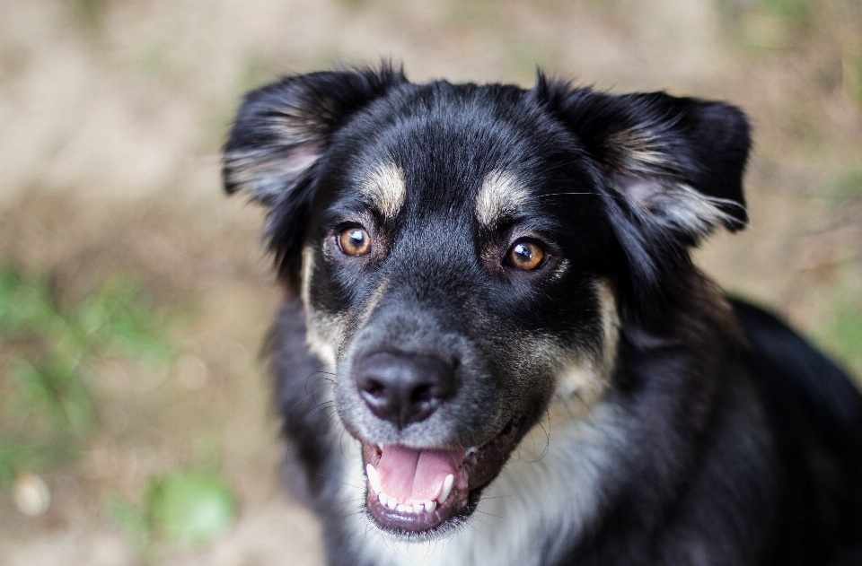 Anjing mamalia bertulang belakang
 collie australia
