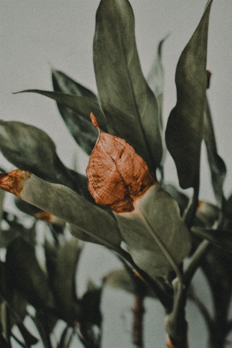 Leaf plant flower botany