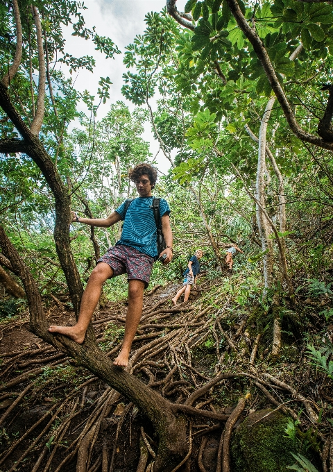 Vegetation jungle tree natural environment