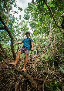 Vegetation jungle tree natural environment Photo