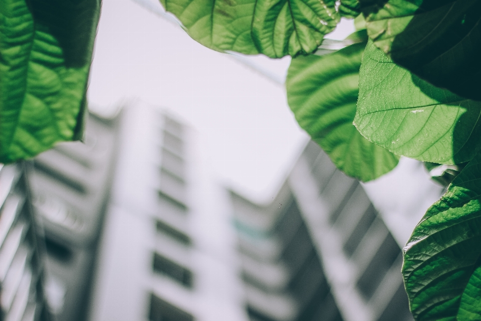 Green leaf vegetation plant