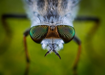 Insect macro photography close up invertebrate Photo