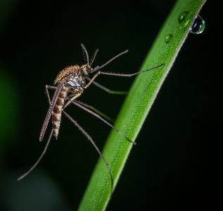 Insect macro photography invertebrate pest Photo