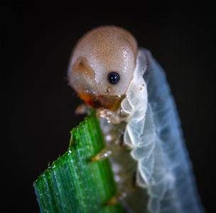 Organism fawn Photo