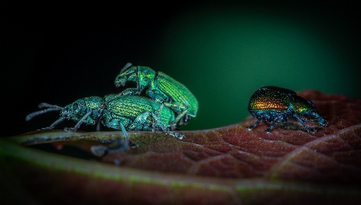 Green insect macro photography organism Photo