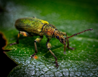 Insect invertebrate weevil macro photography Photo