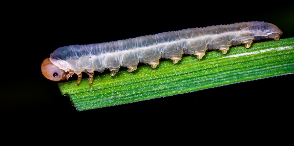 毛虫 虫 幼虫
 無脊椎動物 写真