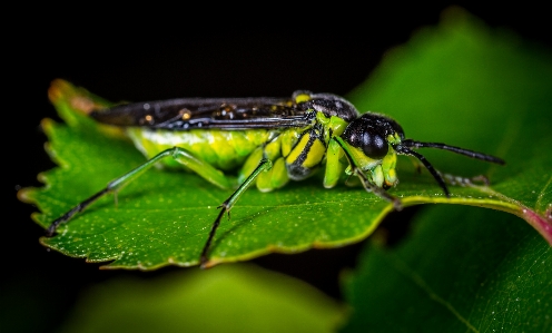 Insect invertebrate pest macro photography Photo