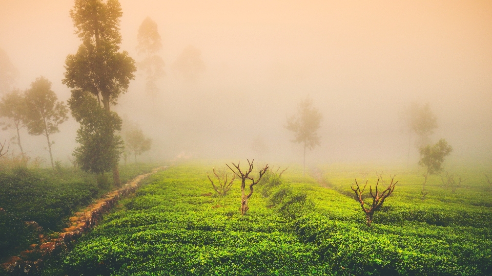 Nature natural landscape sky green