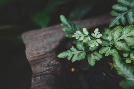 Green leaf flower plant Photo