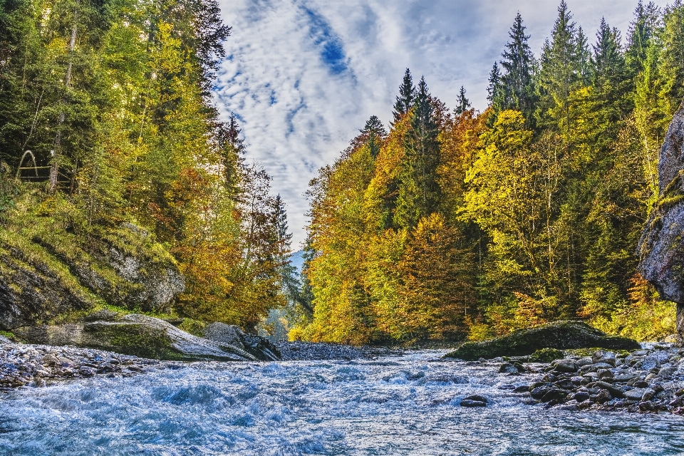 Arbre nature paysage naturel
 plan d'eau
