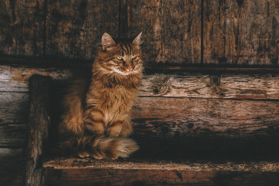 Kucing berukuran kecil hingga sedang
 felidae
 cambang
