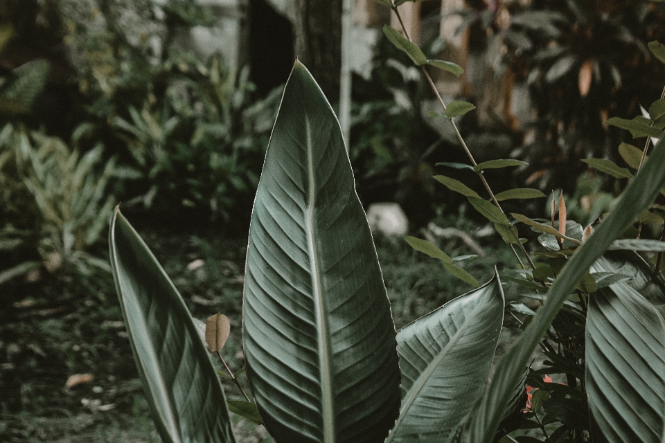 葉 陸上植物
 植生 植物