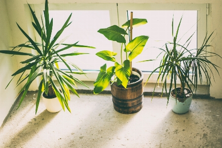 Houseplant flower flowerpot plant Photo