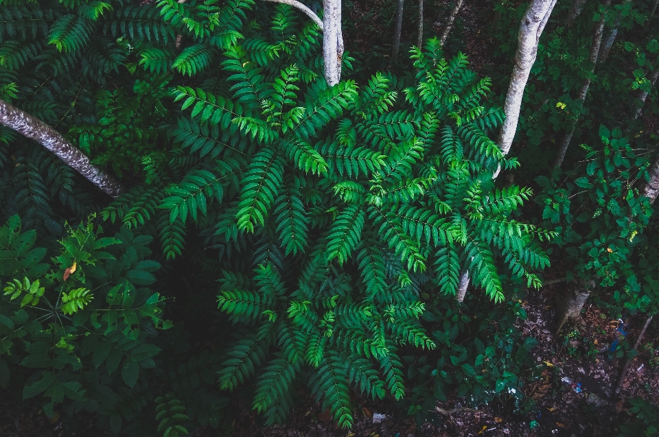 Green vegetation terrestrial plant nature